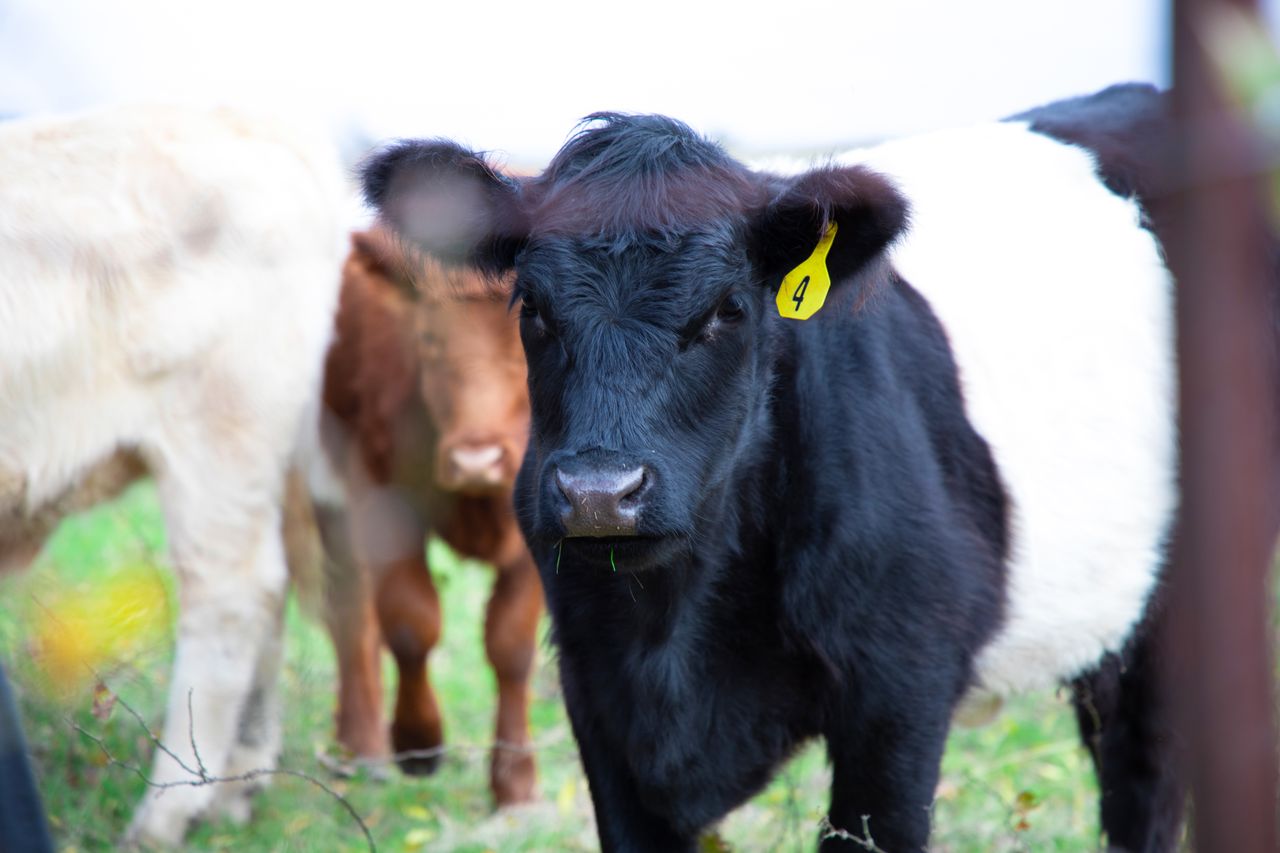 Belted Galloway cattle grazing in lush pasture with ear tags visible.