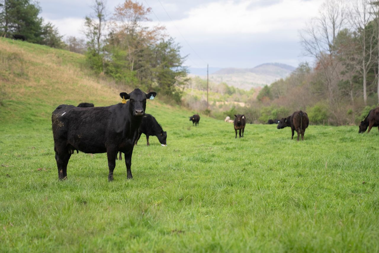 Black Angus cows grazing in a lush green field in North Carolina, showcasing rural farm life.